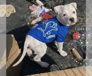 Mutt Dogs for adoption in Clarkston, MI, USA