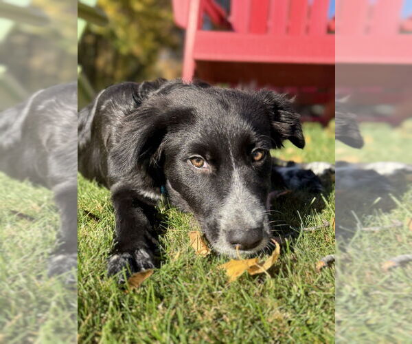 Medium Photo #4 Border Collie-Unknown Mix Puppy For Sale in Oak Bluffs, MA, USA