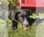 Small #3 Border Collie Mix