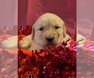 Golden Retriever Puppy for sale in WINONA, MS, USA