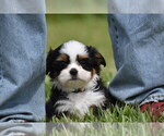 Small #5 Auss-Tzu