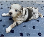 Small #5 Australian Shepherd