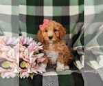 Small Photo #1 Goldendoodle Puppy For Sale in OXFORD, PA, USA