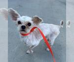Small Mutt