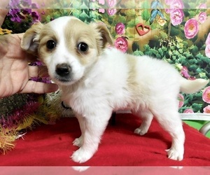 Border Collie Puppy for sale in HAMMOND, IN, USA