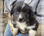 Small #1 Australian Shepherd