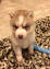 Medium Photo #1 Siberian Husky Puppy For Sale in RIVERSIDE, CA, USA