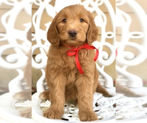 Medium Photo #9 Labradoodle Puppy For Sale in COVINGTON, TX, USA