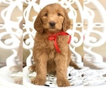 Small Photo #9 Labradoodle Puppy For Sale in COVINGTON, TX, USA