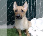 Small Mutt