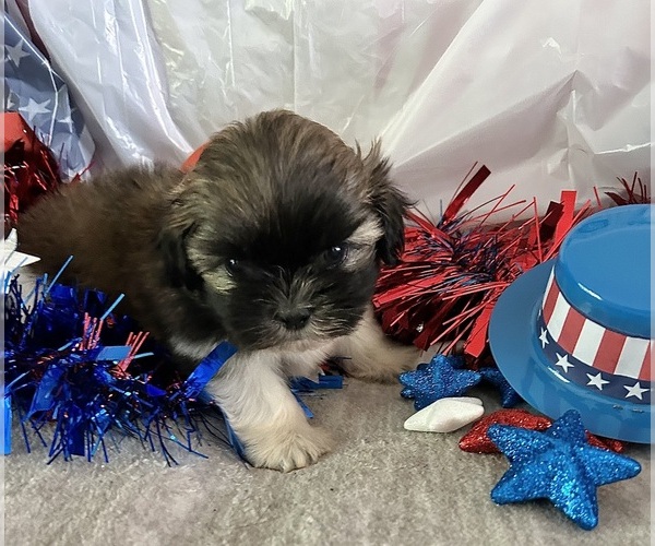 Medium Photo #6 Shih Tzu Puppy For Sale in DENTON, MD, USA
