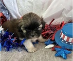 Small #5 Shih Tzu