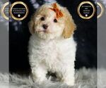 Small #6 Maltipoo (Miniature)