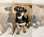 Small Poodle (Miniature) Mix