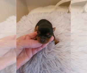 Yorkshire Terrier Puppy for sale in KENNEDALE, TX, USA