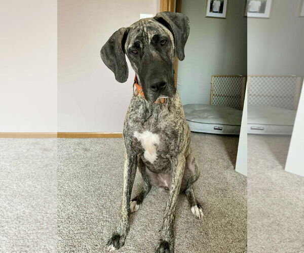 Medium Photo #1 Great Dane Puppy For Sale in St. Louis Park, MN, USA