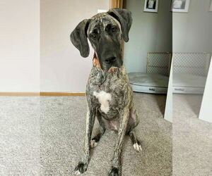 Great Dane Dogs for adoption in St. Louis Park, MN, USA