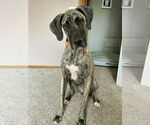 Small Great Dane