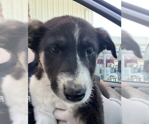 Border Collie Dogs for adoption in Bakersfield, CA, USA