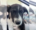 Small Border Collie