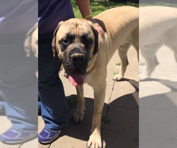 Medium Photo #2 Mastiff Puppy For Sale in McMinnville, OR, USA