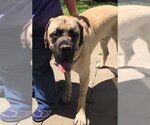 Small Photo #2 Mastiff Puppy For Sale in McMinnville, OR, USA