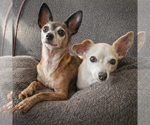 Chihuahua-Unknown Mix Dogs for adoption in Temecula, CA, USA