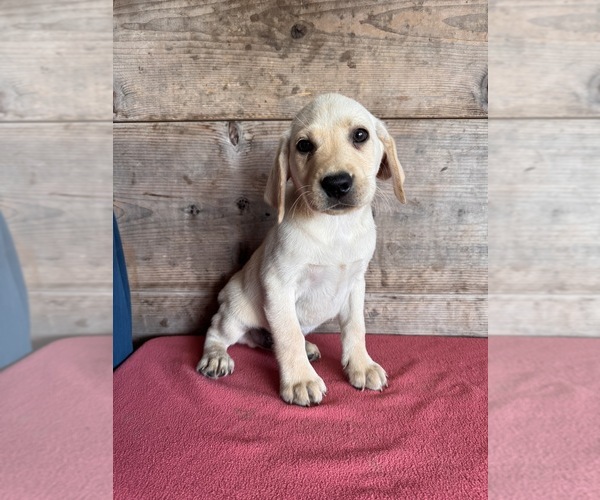 Medium Photo #10 Labrador Retriever Puppy For Sale in VERMONTVILLE, MI, USA