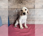Small #9 Labrador Retriever