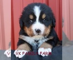 Small Photo #3 Bernese Mountain Dog Puppy For Sale in MARTINSVILLE, IN, USA