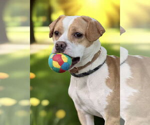 American Pit Bull Terrier-Beagle Mix Dogs for adoption in Westwood, NJ, USA