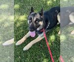 Small German Shepherd Dog