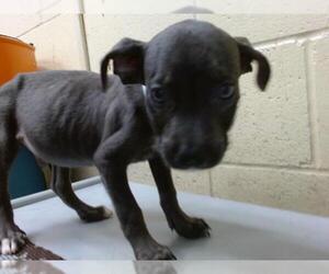 American Pit Bull Terrier Dogs for adoption in Downey, CA, USA