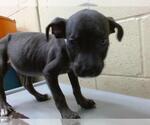 Small American Pit Bull Terrier