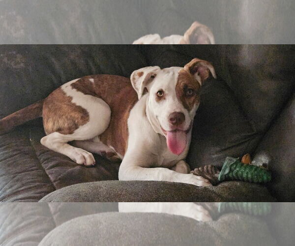 Medium Photo #1 Mutt Puppy For Sale in Woodbury, NY, USA