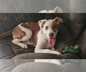 Mutt Dogs for adoption in Woodbury, NY, USA