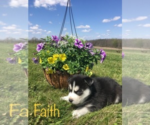 Siberian Husky Puppy for sale in DEARBORN, MO, USA