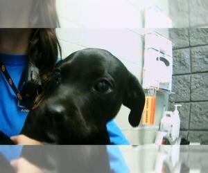 Medium American Pit Bull Terrier Mix