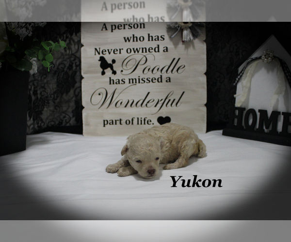 Medium Photo #3 Poodle (Toy) Puppy For Sale in CHANUTE, KS, USA