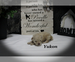 Small #2 Poodle (Toy)