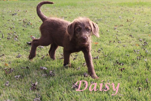 Medium Photo #1 Labradoodle Puppy For Sale in WARSAW, IN, USA
