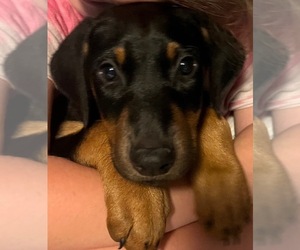 Doberman Pinscher Puppy for sale in RUTHERFORDTON, NC, USA