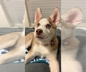 Sharberian Husky Puppy for sale in PARKER, CO, USA