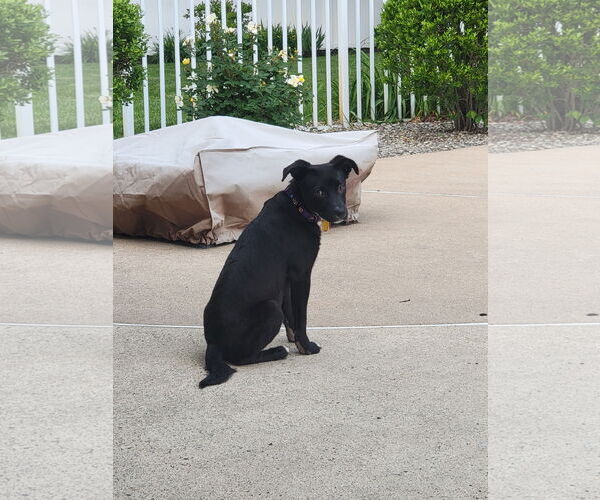 Medium Photo #12 Labrador Retriever-Unknown Mix Puppy For Sale in Oakhurst, NJ, USA