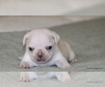 Puppy Gus Pug