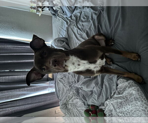 Medium Photo #4 Australian Kelpie-German Pinscher Mix Puppy For Sale in San Diego, CA, USA
