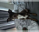 Small #3 Australian Kelpie-German Pinscher Mix