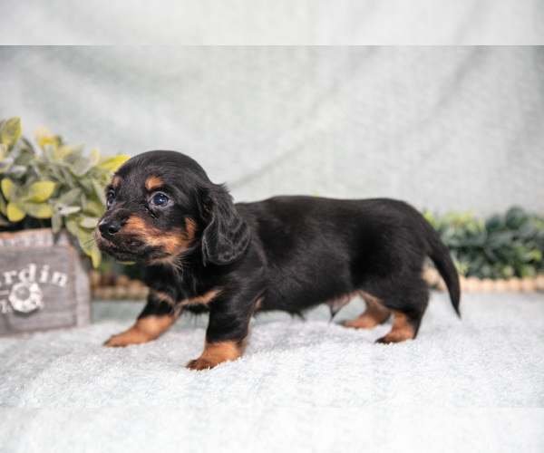Medium Photo #4 Dachshund Puppy For Sale in NAPPANEE, IN, USA