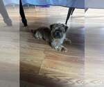 Small #4 Mutt