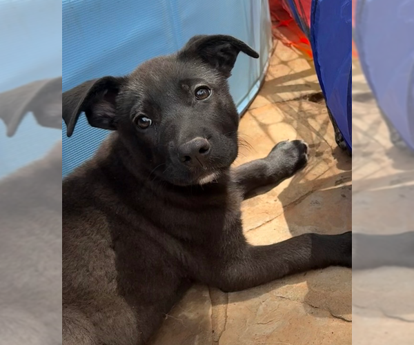 Medium Photo #16 Labrador Retriever-Unknown Mix Puppy For Sale in OKLAHOMA CITY, OK, USA
